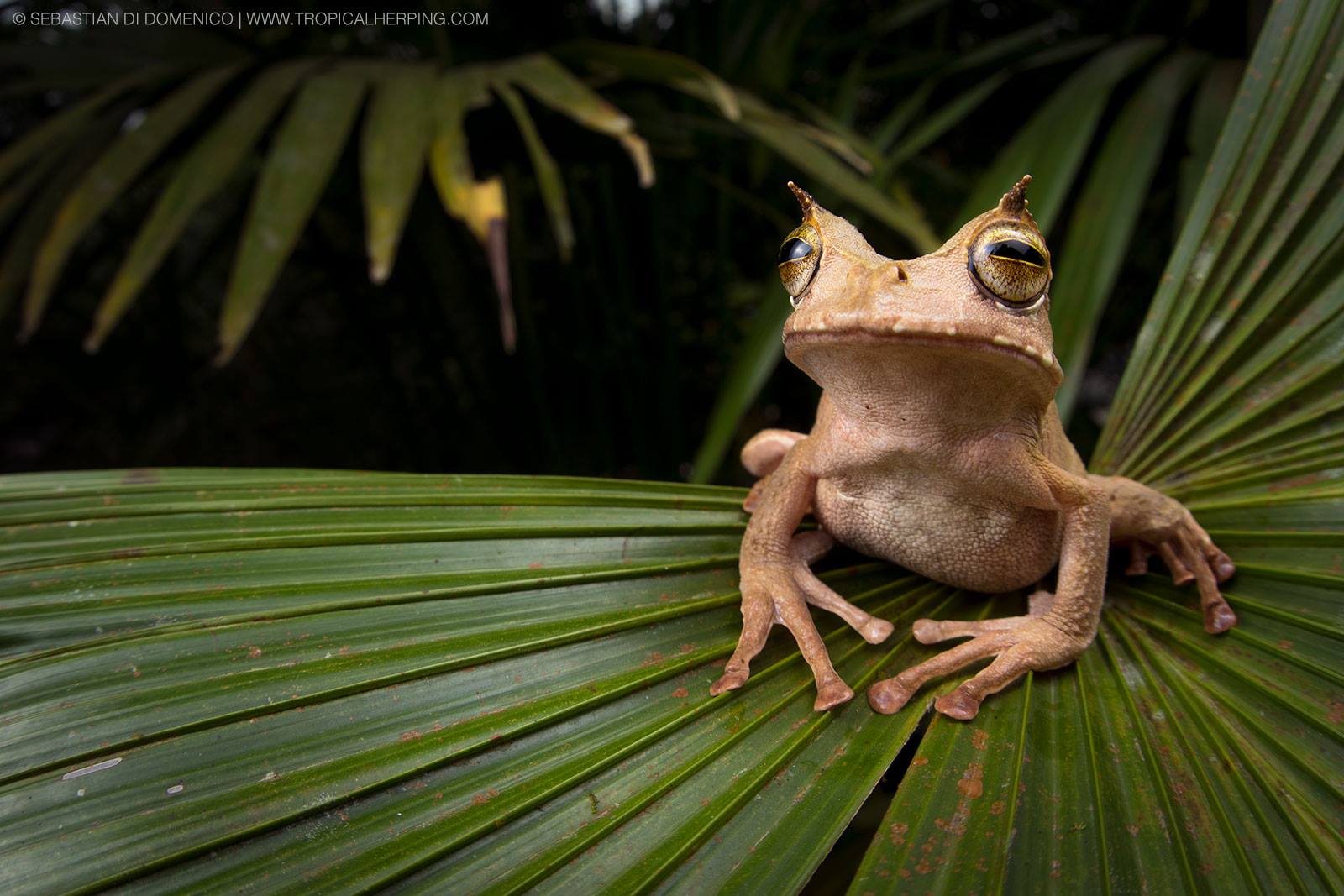 Rana Marsupial